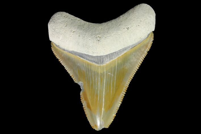 Serrated, Fossil Megalodon Tooth - Bone Valley, Florida #145081